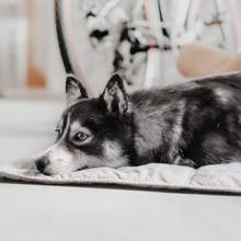 Load image into Gallery viewer, Lambwolf Collective - ORII | Ultralight Pet Travel Mat - Small | Koala
