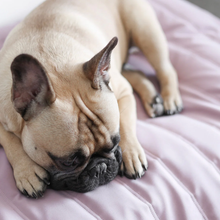 Load image into Gallery viewer, Lambwolf Collective - MAATIN // Dog Bed - Small | Plum
