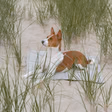 Load image into Gallery viewer, Lambwolf Collective - ORII | Ultralight Pet Travel Mat - Small | Koala
