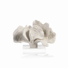 Load image into Gallery viewer, White Kai Coron Coral on Acrylic Base
