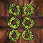 Mini Preserved Boxwood Wreaths