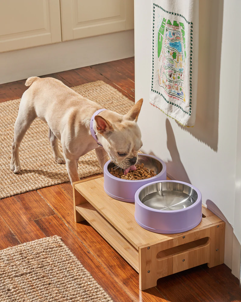 Wild One Dog Bowl - Lilac