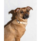 Wild One Collar - Tan